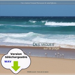 CARNET SONORE - Des vagues sur la plage (WAV)