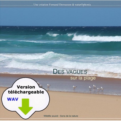 CARNET SONORE - Des vagues sur la plage (WAV)