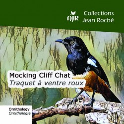 Mini-Sonothèque : Mocking Cliff Chat-Traquet à ventre roux (Jean Roché - Droits inclus)