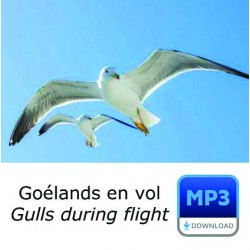 MP3 - Vol de Goéland