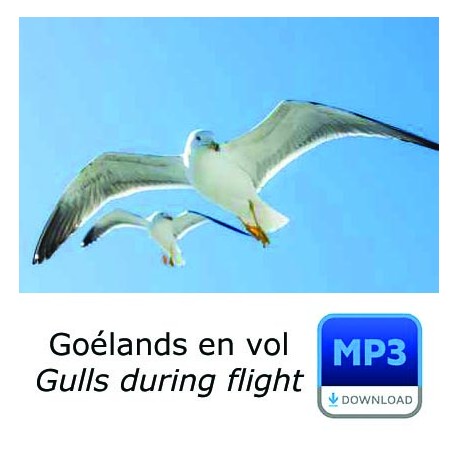 MP3 - Vol de Goéland