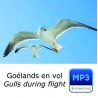 MP3 - Vol de Goéland