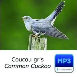 MP3 Coucou gris - Cuculus canorus - Common Cuckoo