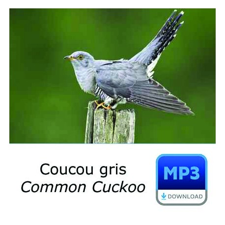 MP3 Coucou gris - Cuculus canorus - Common Cuckoo