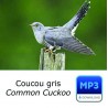 MP3 Coucou gris - Cuculus canorus - Common Cuckoo