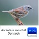 Accenteur mouchet - Prunella modularis - Dunnock