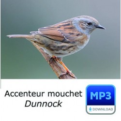 Accenteur mouchet - Prunella modularis - Dunnock