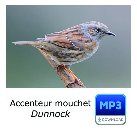 Accenteur mouchet - Prunella modularis - Dunnock