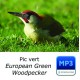 Pic vert - European Green Woodpecker
