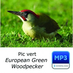 Pic vert - European Green Woodpecker