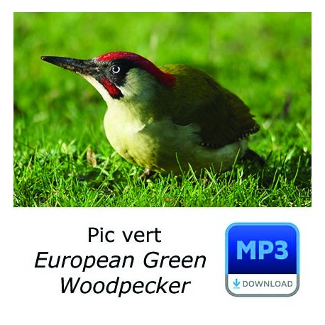 Pic vert - European Green Woodpecker