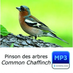 Pinson des arbres - Fringilla coelebs - Common Chaffinch