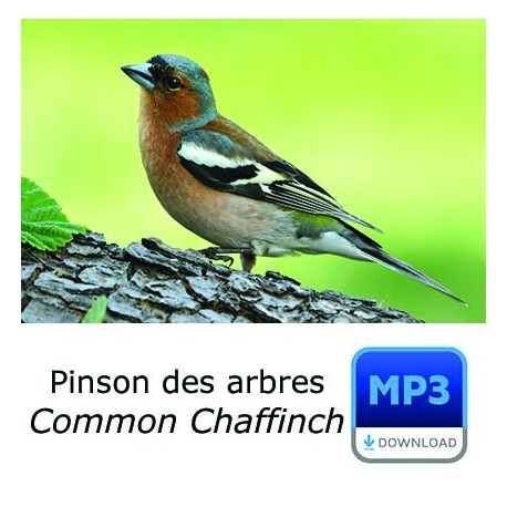 MP3 Common Chaffinch - Fringilla coelebs
