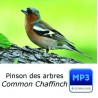 Pinson des arbres - Fringilla coelebs - Common Chaffinch