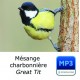 MP3 Mésange charbonnière - Parus major - Great Tit