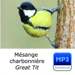 MP3 Mésange charbonnière - Parus major - Great Tit