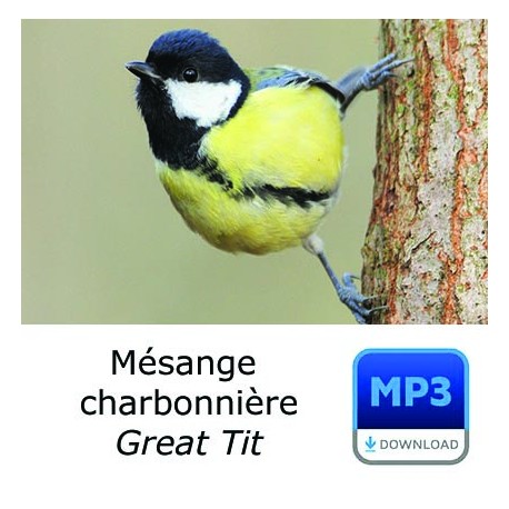 MP3 Mésange charbonnière - Parus major - Great Tit