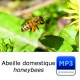 MP3 Abeille domestique