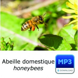 MP3 Abeille domestique [longue durée]