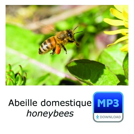 MP3 Abeille domestique