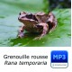 Grenouille rousse - Rana temporia