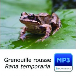 Grenouille rousse - Rana temporia