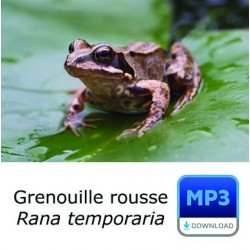 MP3 Grenouille rousse [spécial sonnerie]