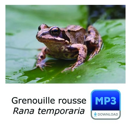 Grenouille rousse - Rana temporia