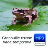 Grenouille rousse - Rana temporia