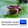 MP3 Grenouille rousse [spécial sonnerie]