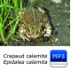 Crapaud calamite - Bufo calamita