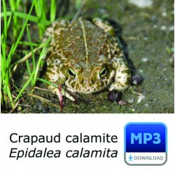 Crapaud calamite - Bufo calamita