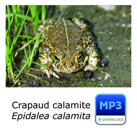 Crapaud calamite - Bufo calamita