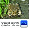 MP3 Crapaud calamite [spécial sonnerie]