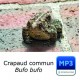 Crapaud commun - Common Toad - Bufo bufo