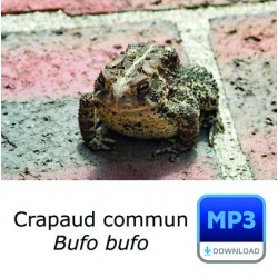 Crapaud commun - Common Toad - Bufo bufo