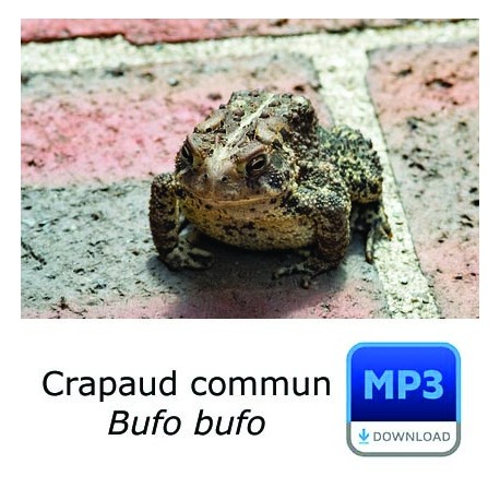 Crapaud commun - Common Toad - Bufo bufo