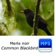 Merle noir - Turdus merula - Common Blackbird