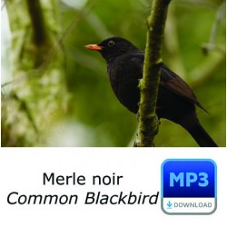 Merle noir - Turdus merula - Common Blackbird