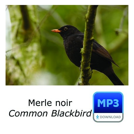 Merle noir - Turdus merula - Common Blackbird