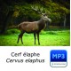MP3 Cerf élaphe [longue durée]