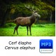 MP3 Cerf élaphe [longue durée]