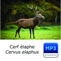 MP3 Cerf élaphe [longue durée]