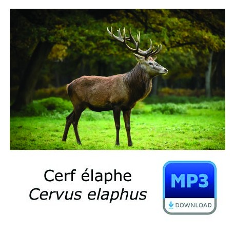 MP3 Cerf élaphe [longue durée]