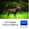 MP3 Cerf élaphe [longue durée]