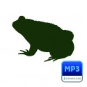 - - Amphibiens / Amphibians