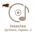 - - Insects