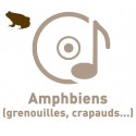 - - Amphibians